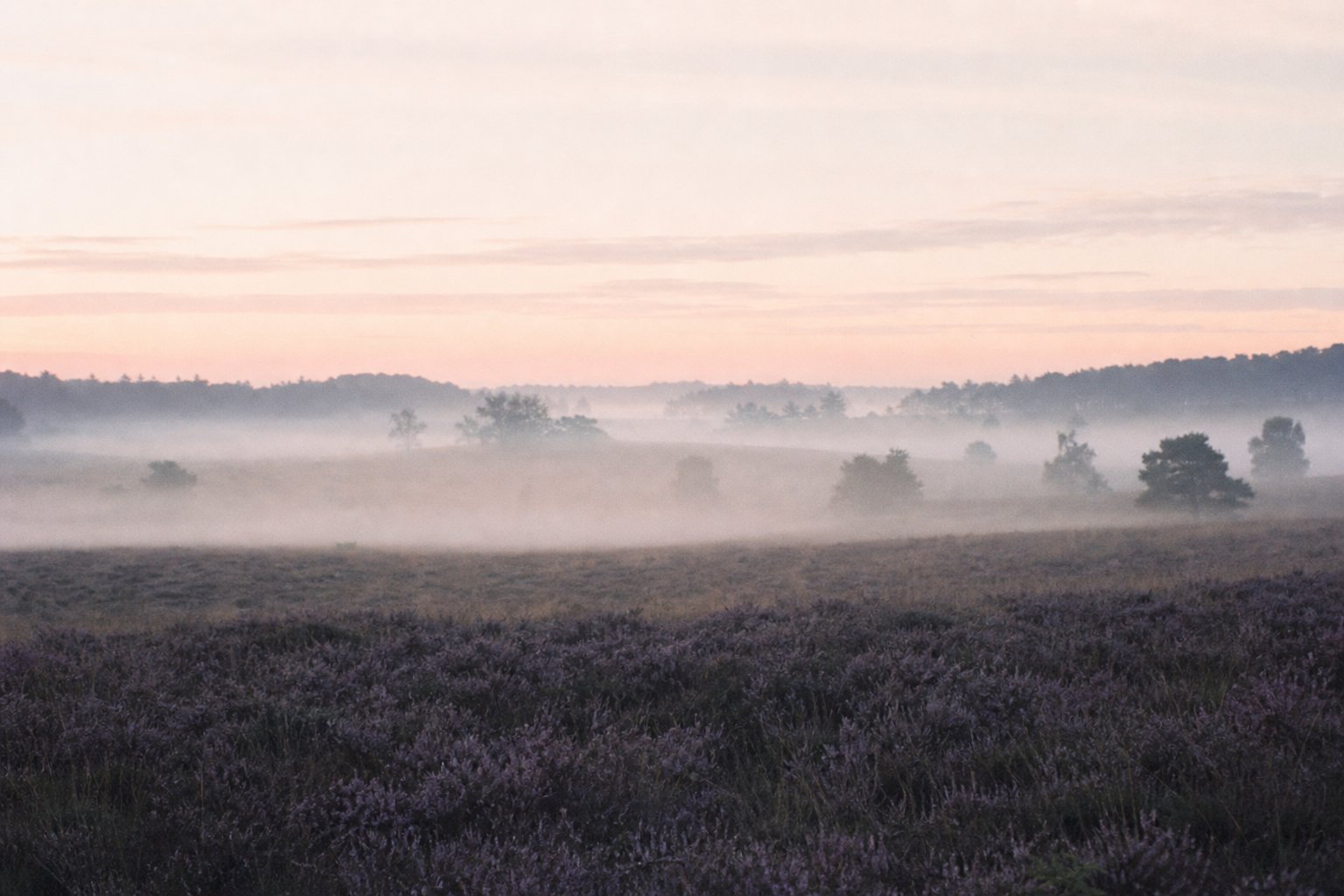 Misty heath